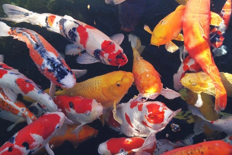 Thêm sang trọng cho không gian nhờ cá koi nhật sang trọng