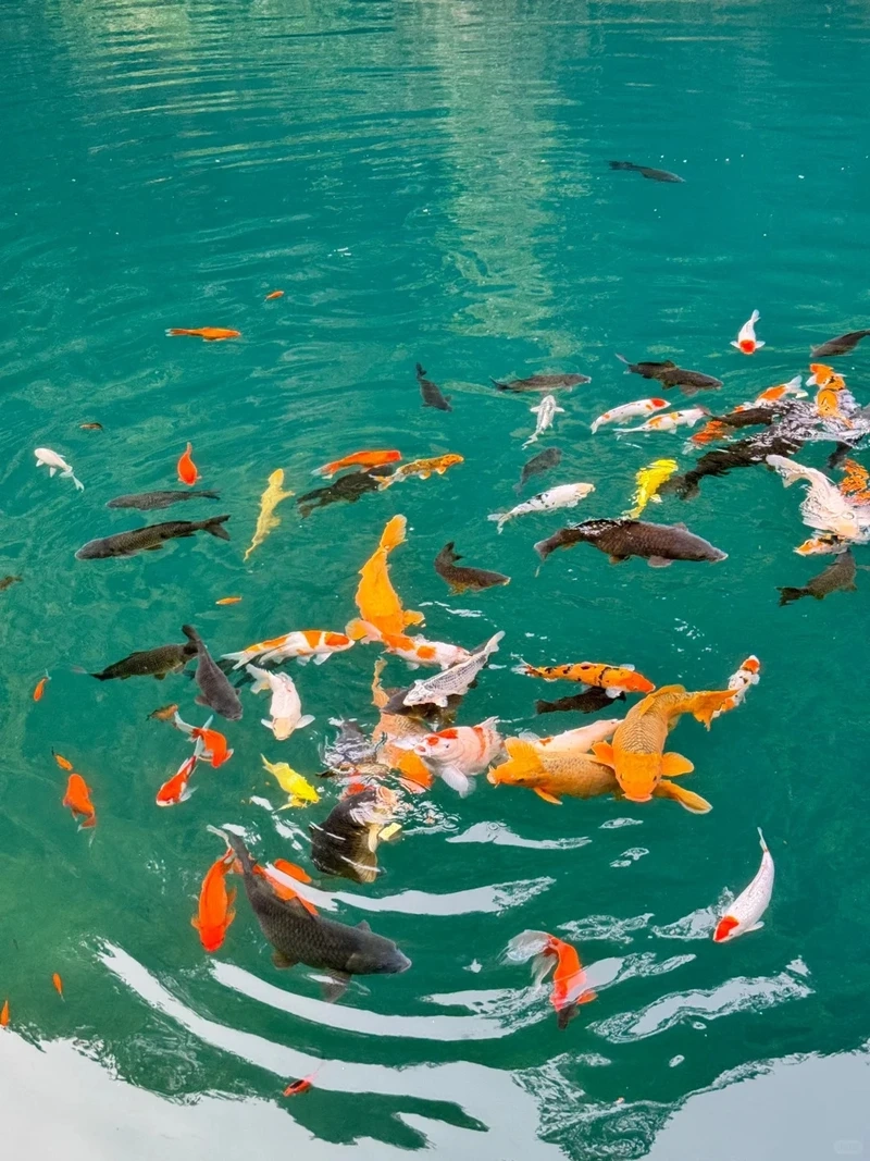 Ngắm cảnh hồ cá trọn vẹn với cá koi nhật cảnh đẹp