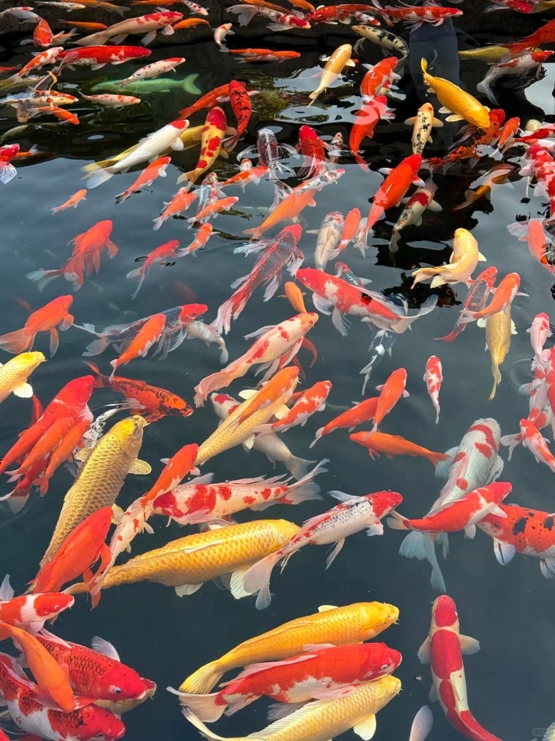 Tạo hồ koi hoàn hảo nhờ cá koi nhật hồ koi