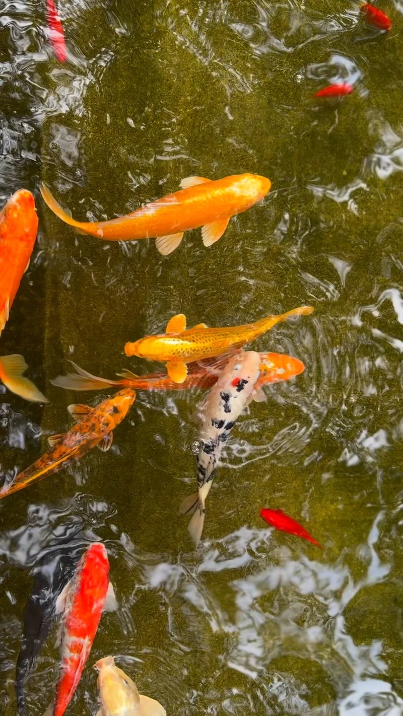 Đặc điểm nổi bật của cá Koi Việt 