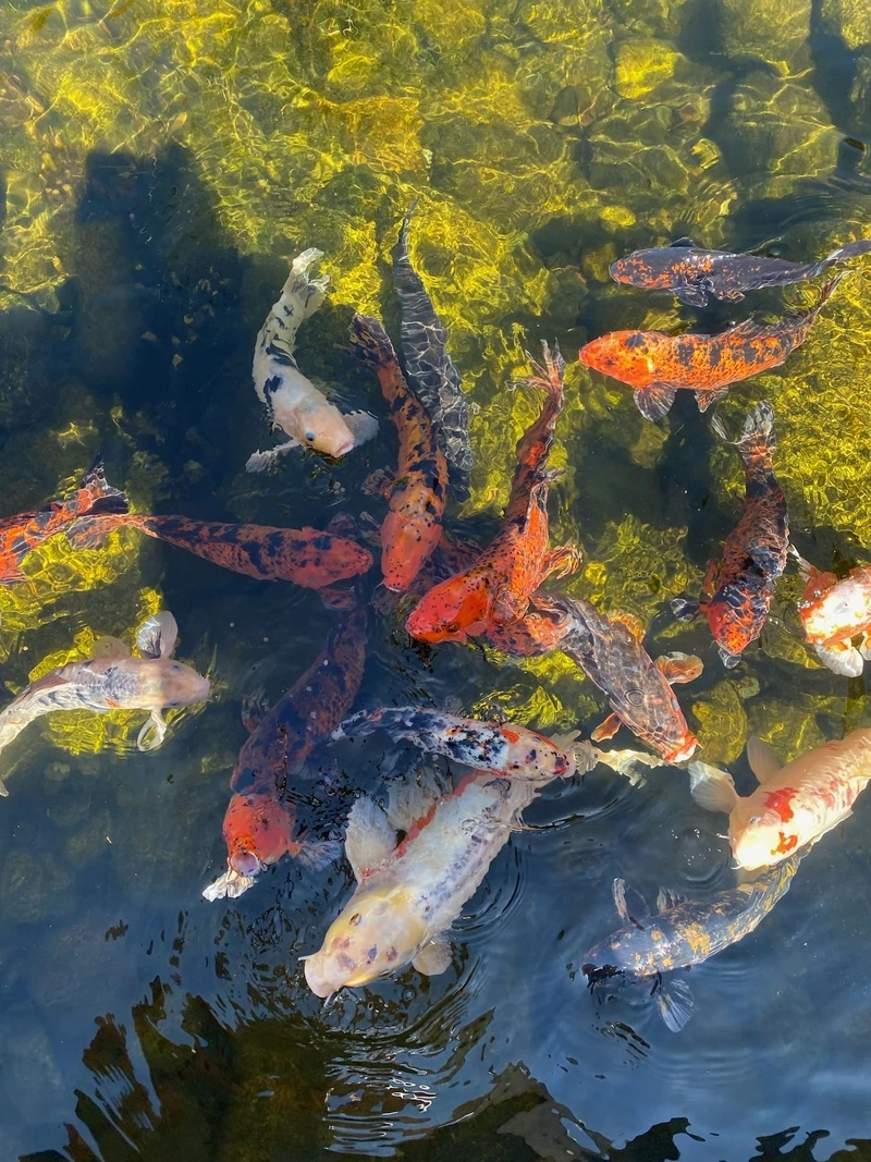 Trang trí cá Koi Việt nuôi hồ sân vườn hiện đại