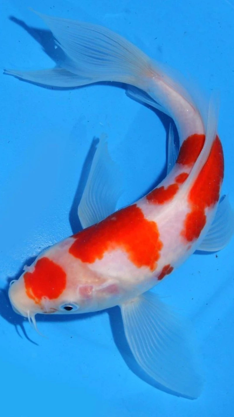 Tìm cá Koi Việt giống đẹp cho hồ nhà bạn