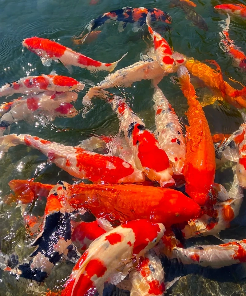 Chọn cá Koi Việt phổ biến được nhiều người yêu thích