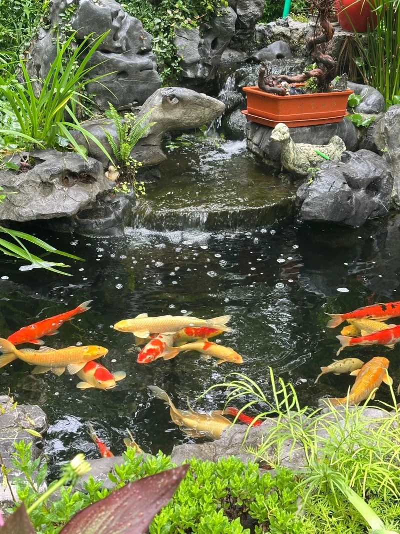 Trang trí cá Koi Việt trưng bày sân vườn sang trọng