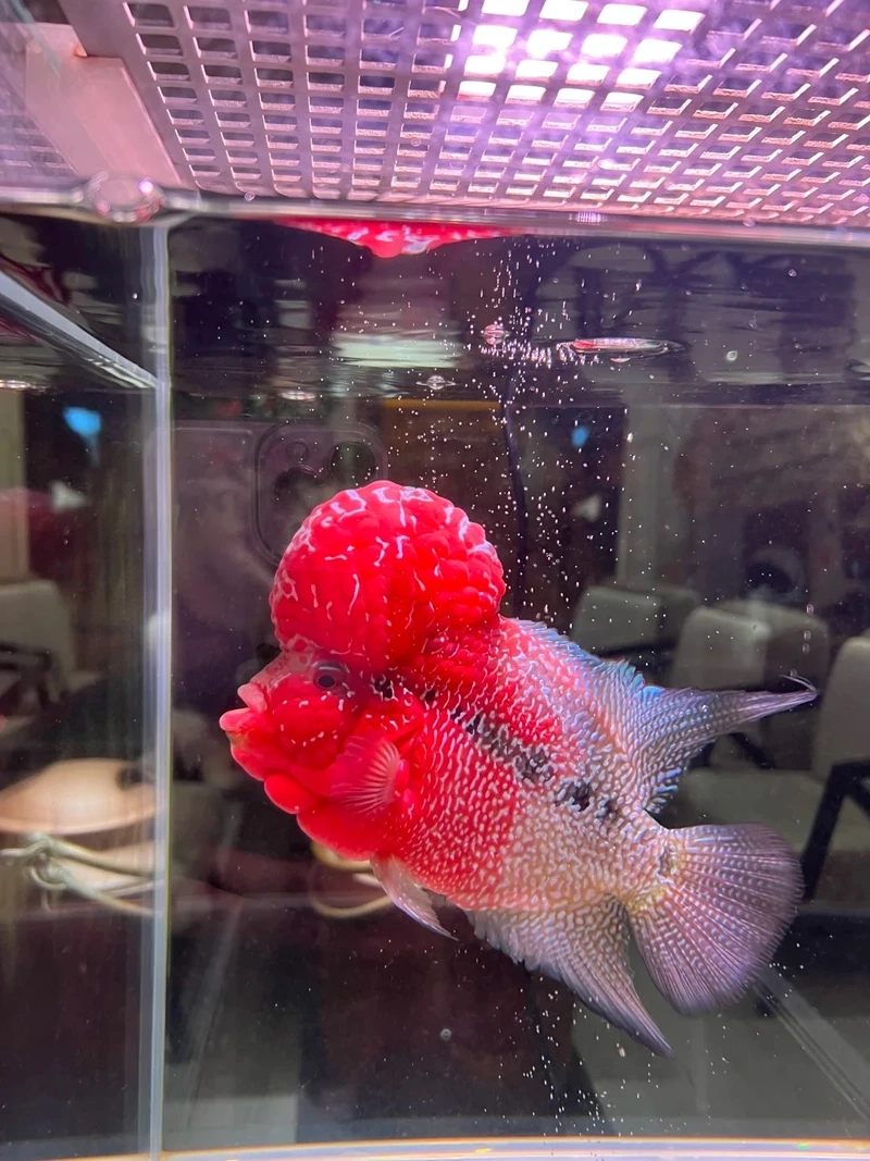 Đặc điểm nổi bật của cá La Hán 