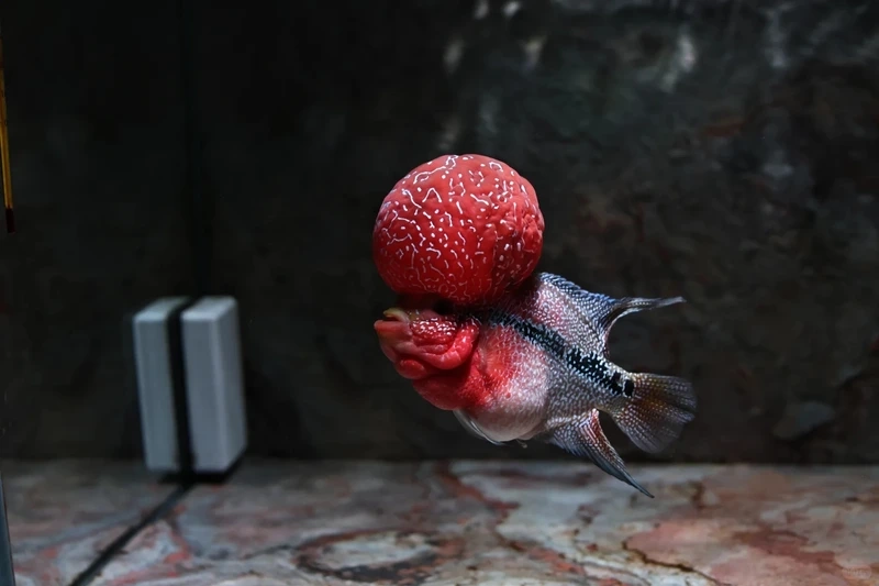 Khám phá vẻ đẹp của cá la hán đẹp