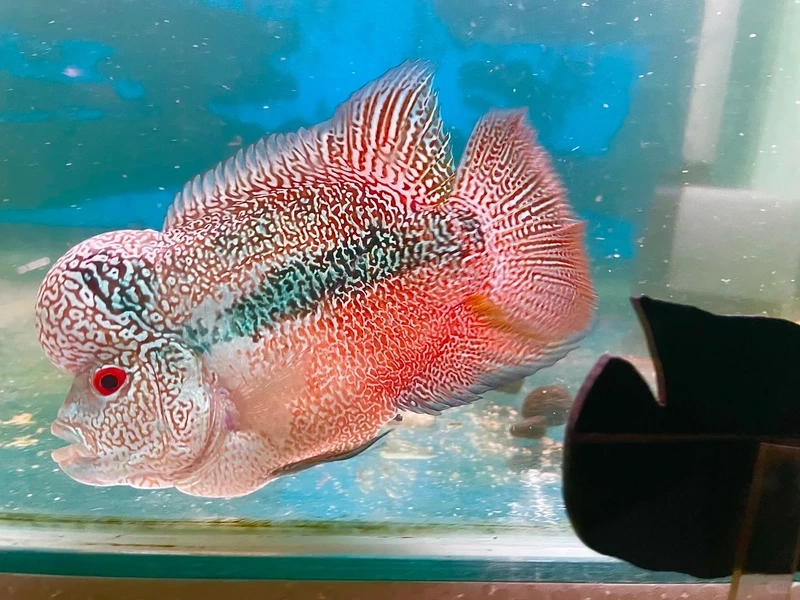 Tìm hiểu cá la hán giá bao nhiêu hợp lý