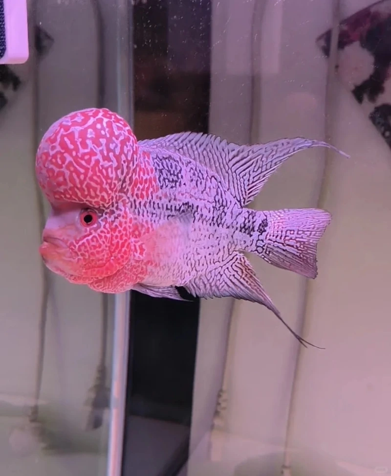 Chọn cá la hán king kamfa chuẩn chất lượng