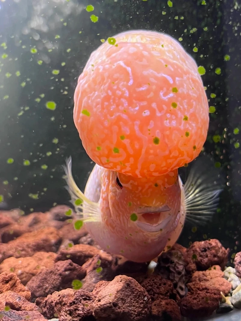 Sưu tầm cá la hán tài lộc cho gia chủ