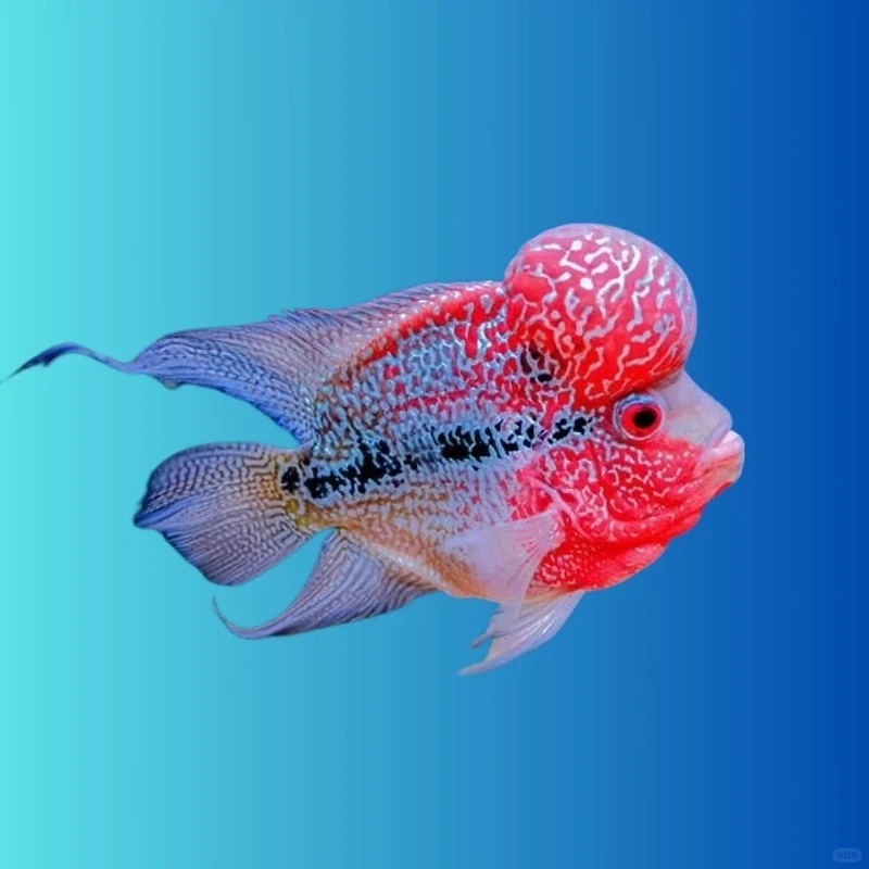 Trang trí nhà với cá la hán trong nhà đẹp