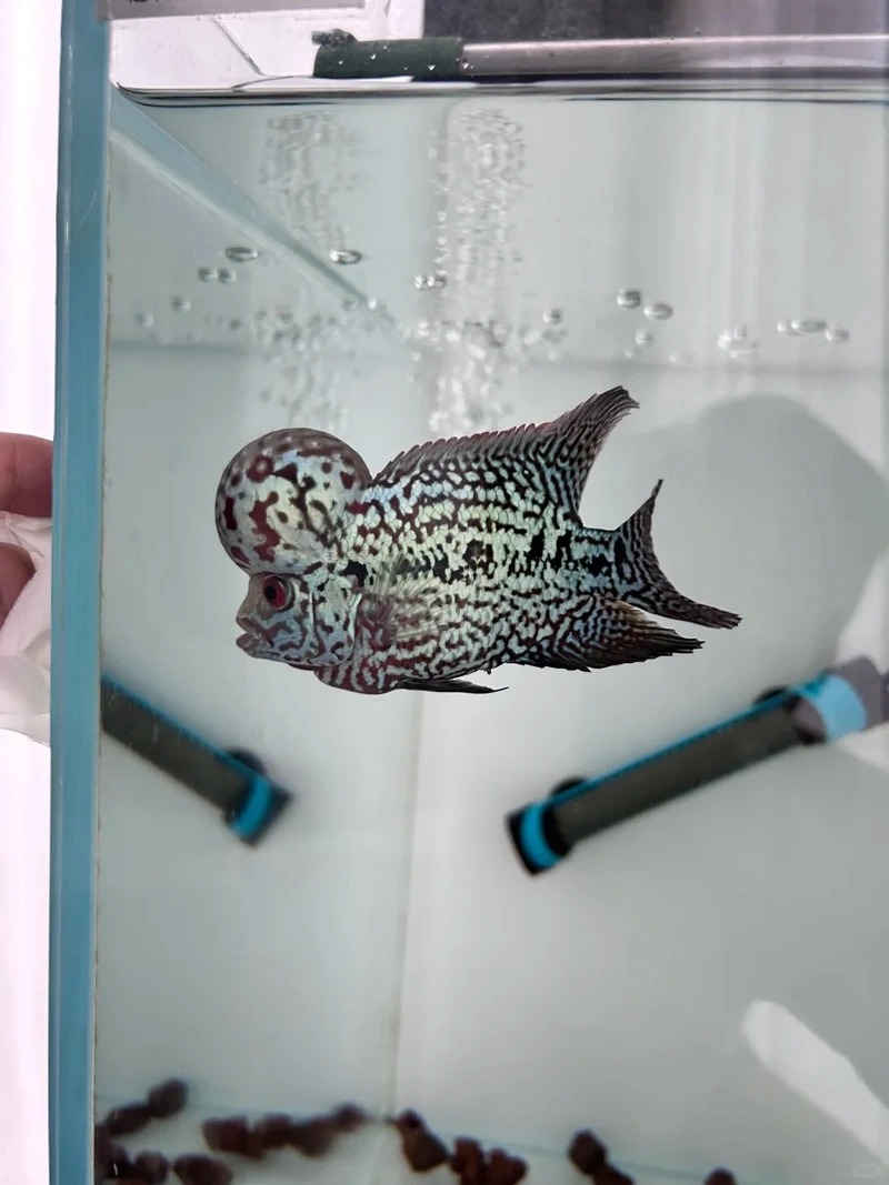 Sở hữu cá la hán quý hiếm độc đáo