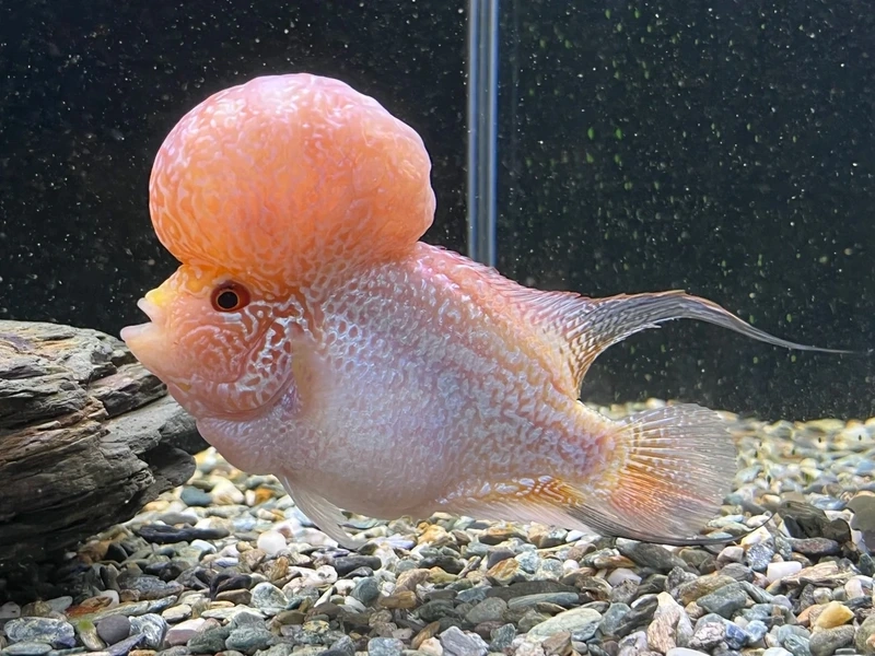 Ngắm cá la hán đẳng cấp chất lượng cao