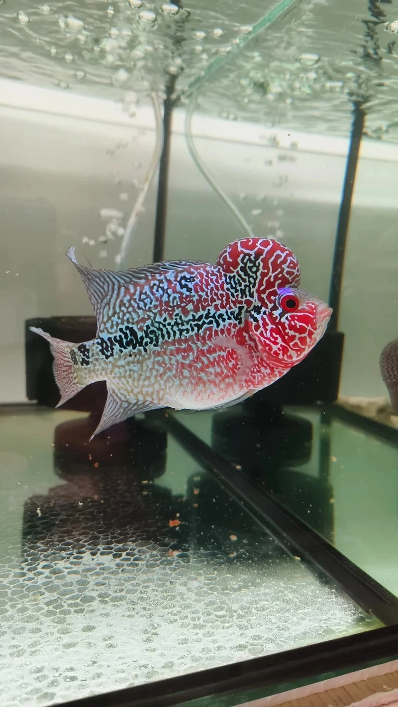 Ngắm cá la hán bơi đẹp uyển chuyển trong hồ