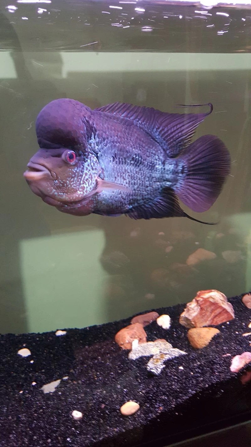 Đặc điểm nổi bật của cá La Hán King Kamfa