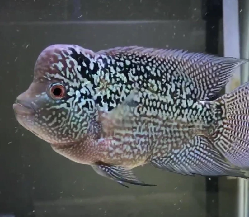 Tận hưởng cá La Hán King Kamfa châu sáng lấp lánh