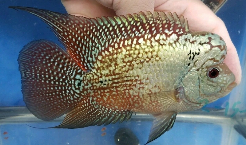 Ngắm cá La Hán King Kamfa đầu to khỏe mạnh