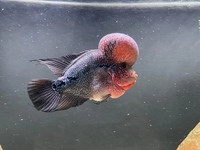 Chiêm ngưỡng cá La Hán King Kamfa đẹp đẳng cấp