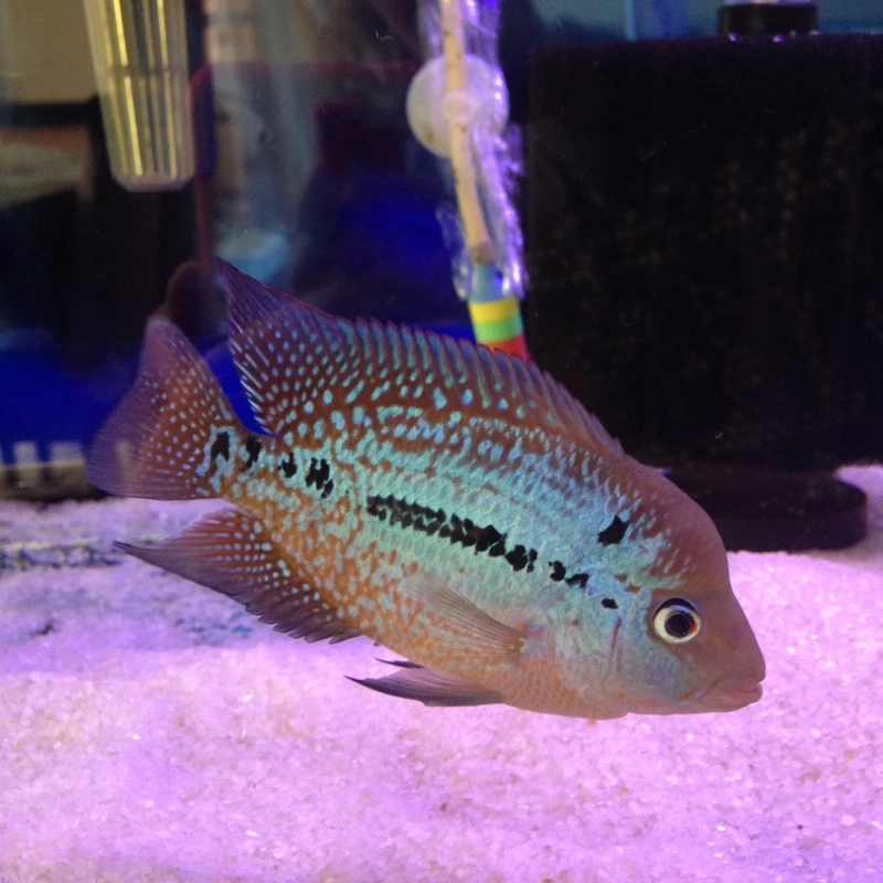 Trang trí hồ với cá La Hán King Kamfa nuôi cảnh