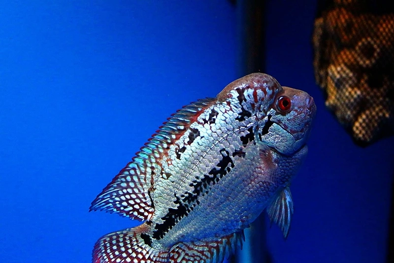 Chọn cá La Hán King Kamfa trưởng thành chất lượng