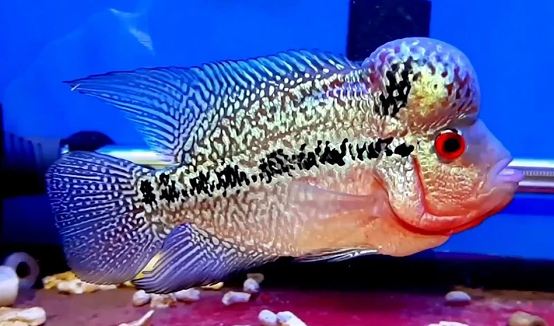 Sở hữu cá La Hán King Kamfa may mắn hút tài lộc