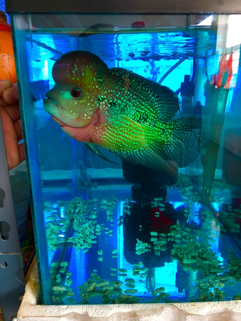 Ngắm cá La Hán King Kamfa độc lạ hiếm gặp