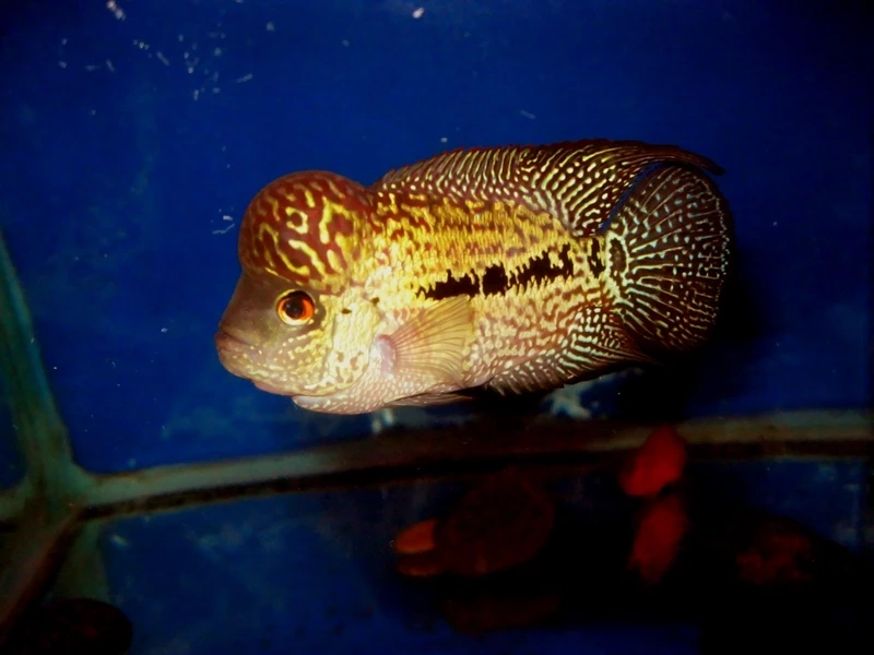 Chụp hình với cá La Hán King Kamfa chụp ảnh đẹp lung linh