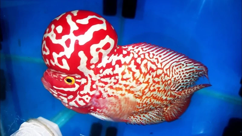 Ngắm cá La Hán King Kamfa hoa văn đẹp tinh xảo