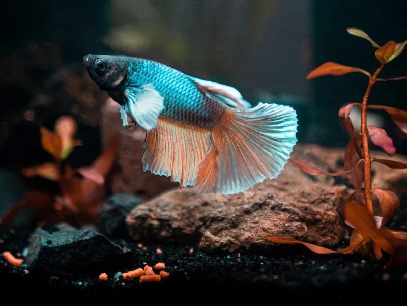 Thức ăn cho cá lia thia giúp lên màu đẹp