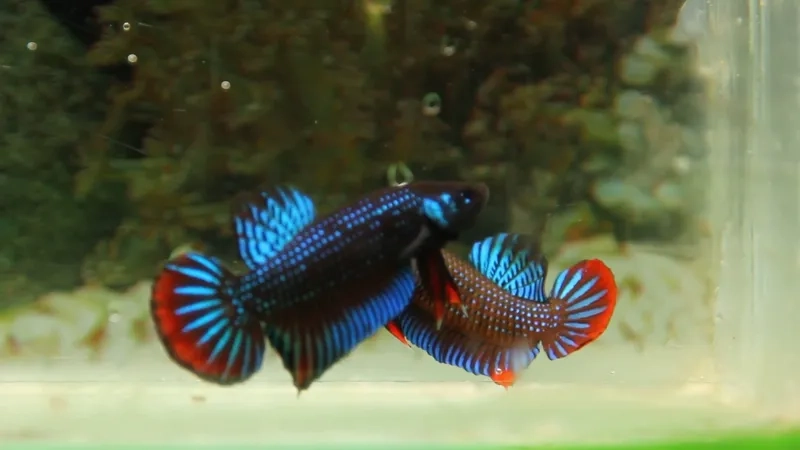 Phân biệt cá lia thia đực cái chuẩn xác