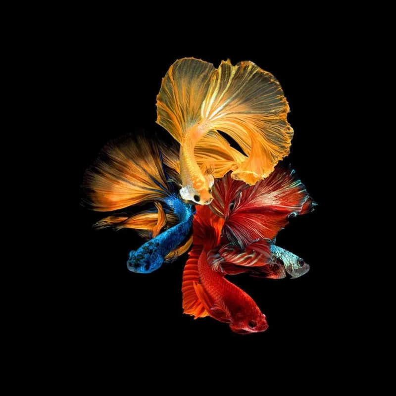 Kỹ thuật nuôi cá lia thia hiệu quả cao