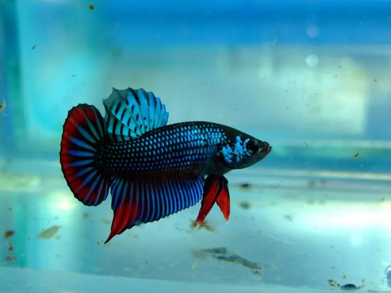 Hướng dẫn nuôi cá lia thia tại nhà dễ làm