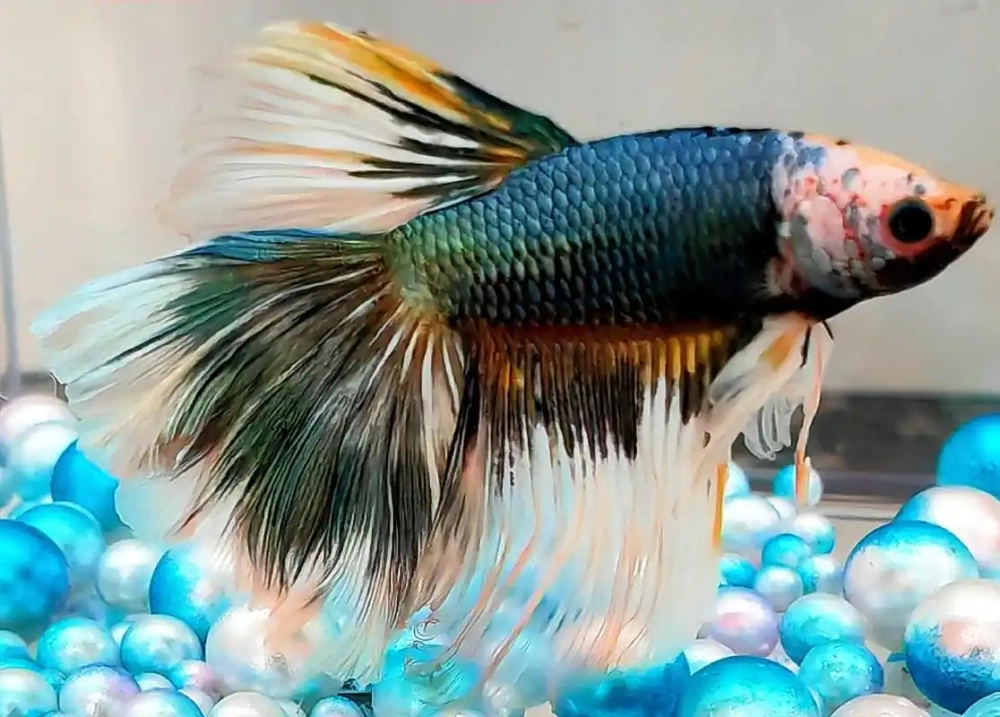 Nước chấm mắm cá lia thia đậm vị xưa