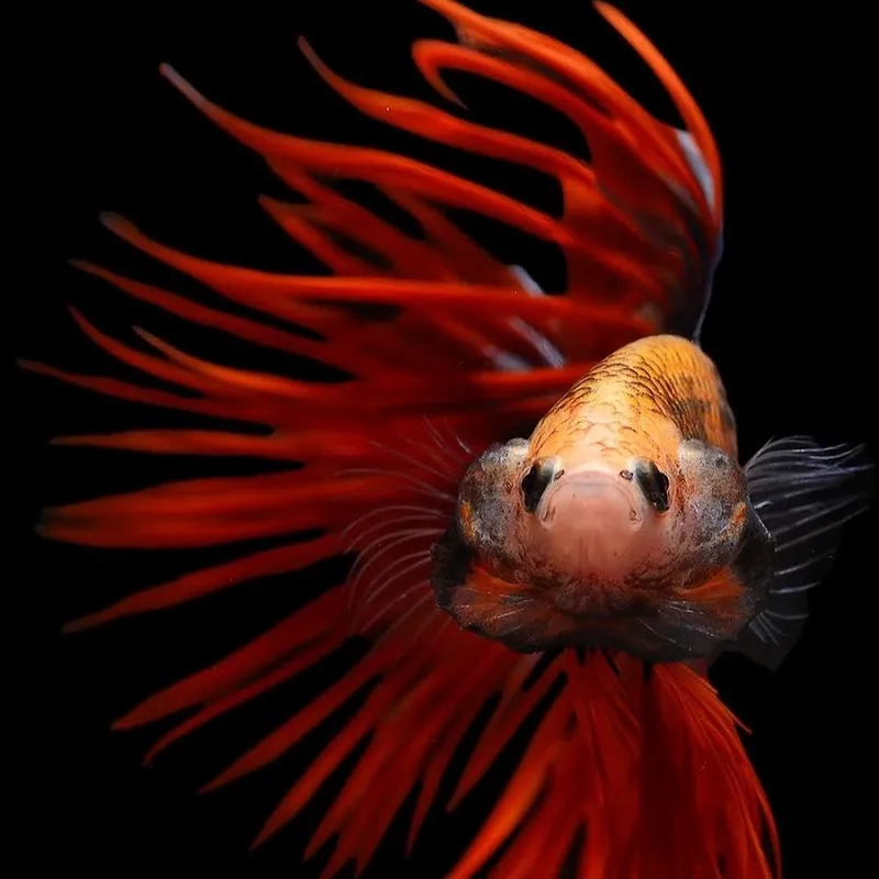 Kinh nghiệm chơi cá lia thia lâu năm