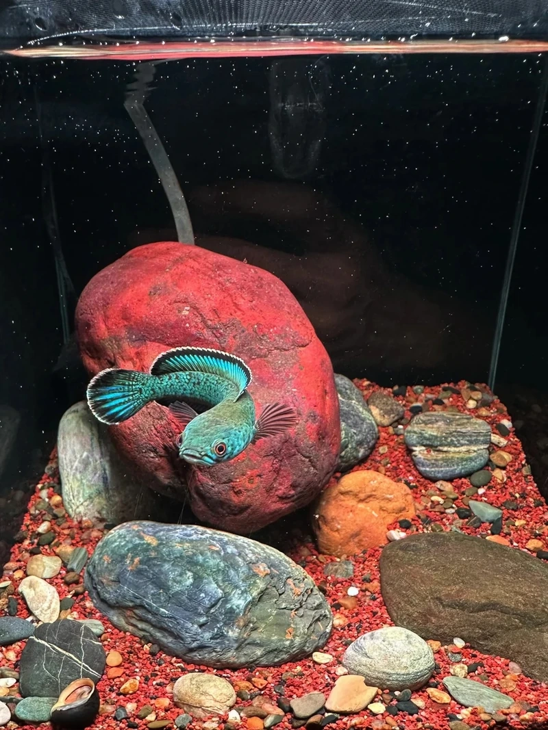 Ngắm cá lóc cảnh màu sắc đẹp rực rỡ và sống động