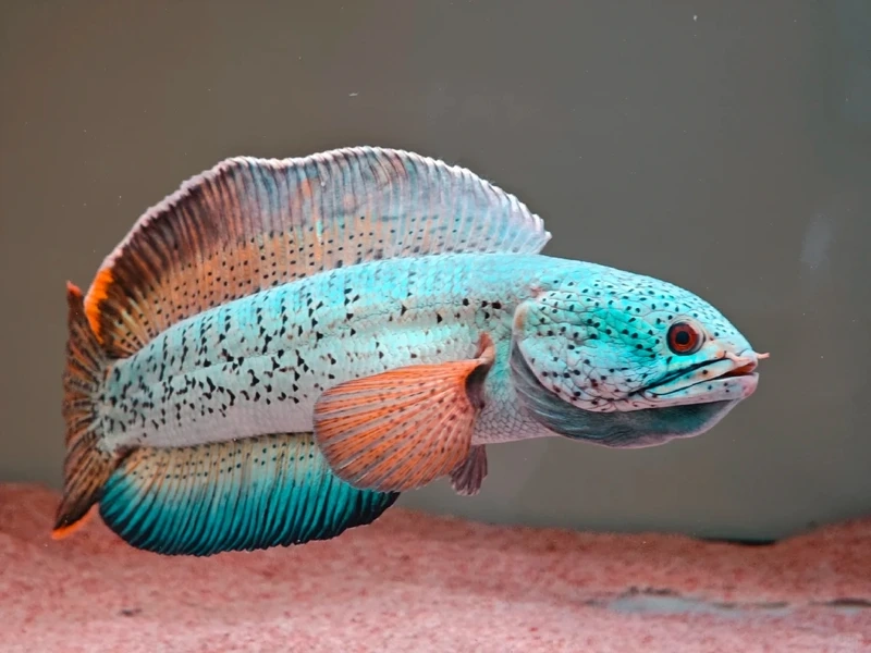 Ngắm cá lóc cảnh đẹp uyển chuyển bể nuôi