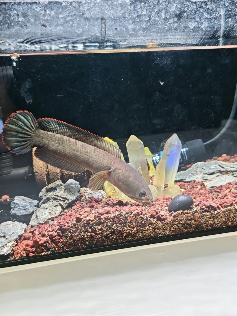 Ngắm cá lóc cảnh săn mồi uyển chuyển và sống động