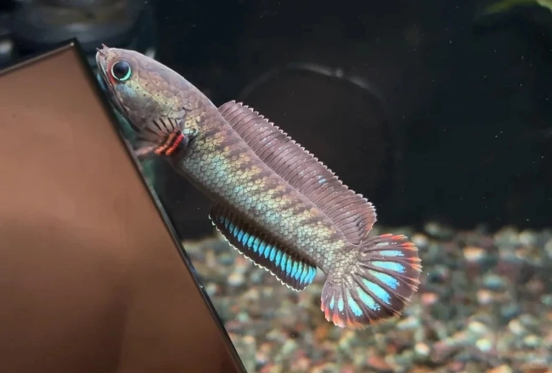 Chọn cá lóc cảnh cao cấp chuẩn chất lượng bể nuôi