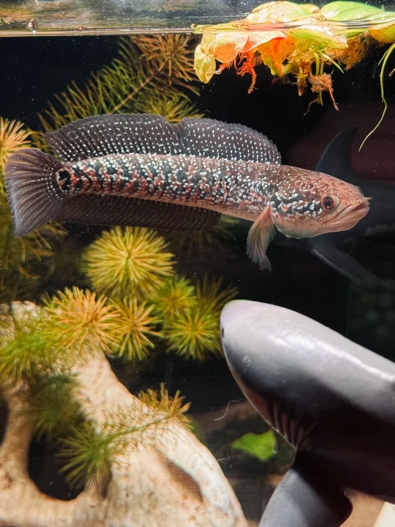 Nuôi cá lóc cảnh size lớn ấn tượng và nổi bật