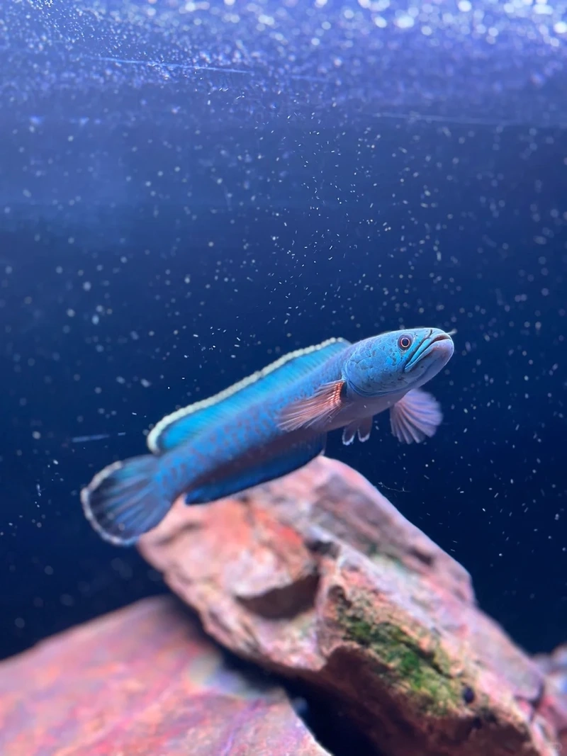 Sưu tầm cá lóc cảnh đẳng cấp độc đáo và sang trọng