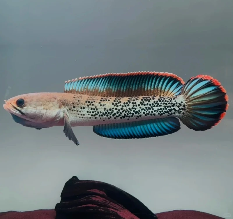 Trang trí nhà với cá lóc cảnh decor nhà đẹp mắt và nổi bật