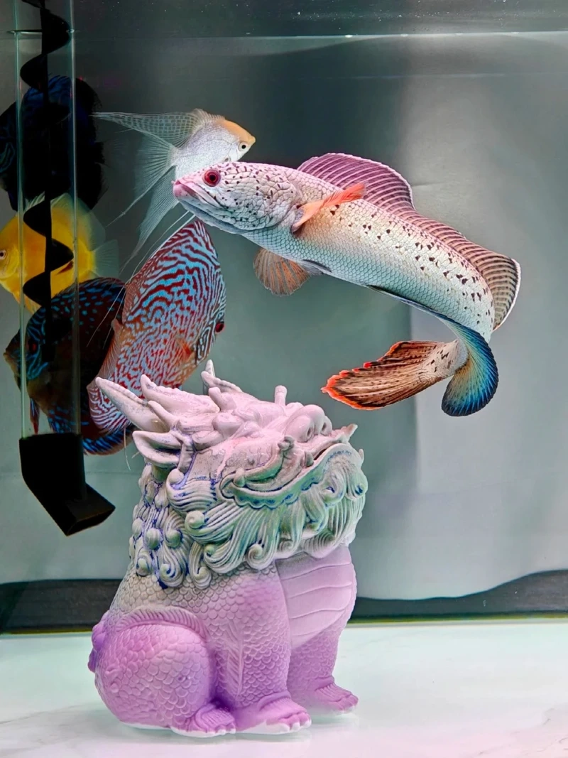 Nuôi cá lóc cảnh hồ kính uyển chuyển và dễ chăm