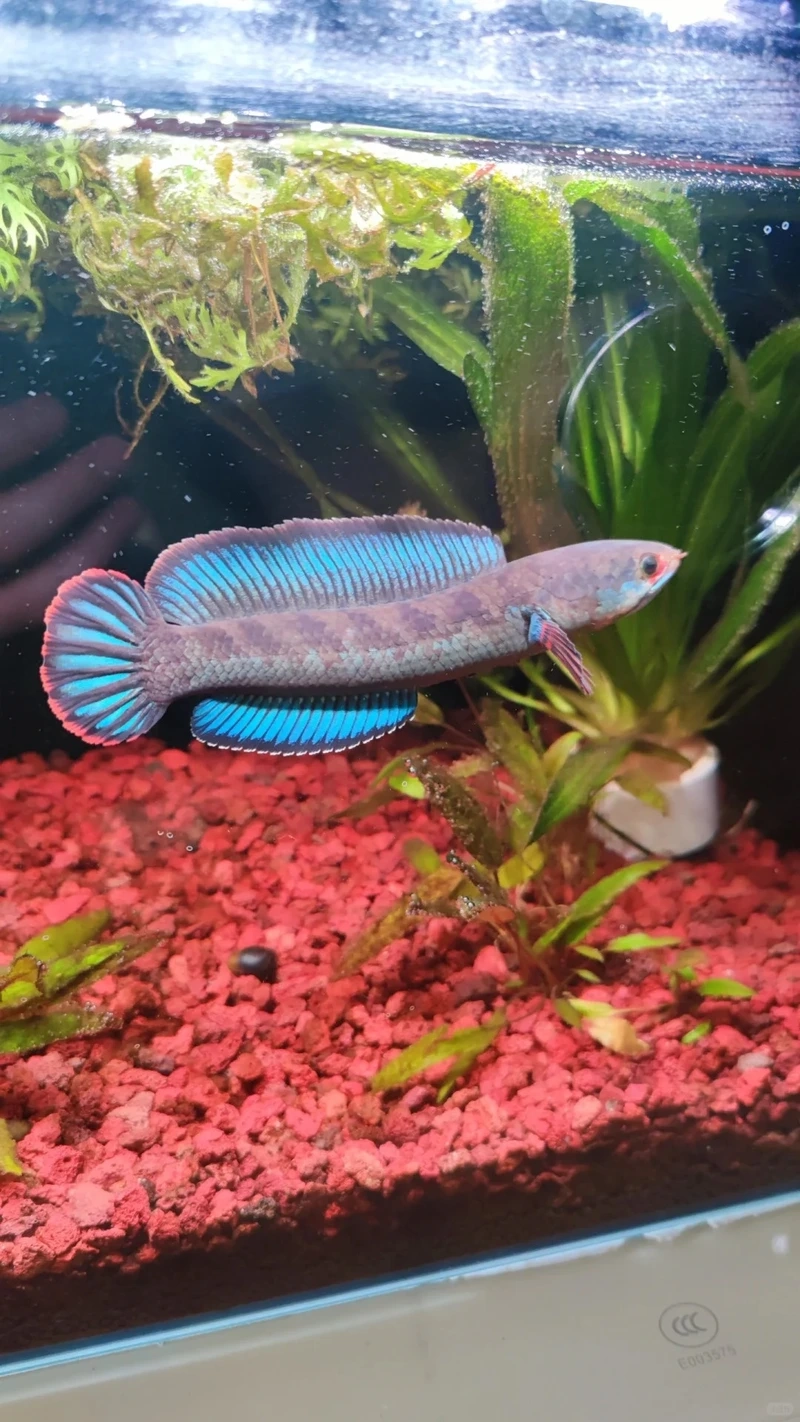 Ngắm cá lóc cảnh độc đáo sinh động và ấn tượng