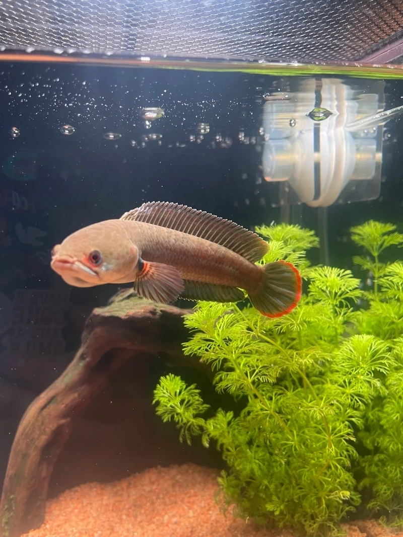 Chiêm ngưỡng cá lóc cảnh thu hút mọi ánh nhìn bể nuôi