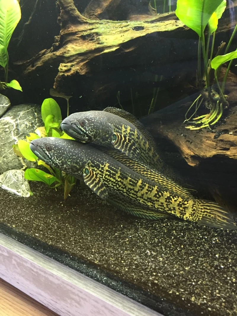 Ngắm cá Lóc nữ hoàng đẹp bơi uyển chuyển hồ nuôi