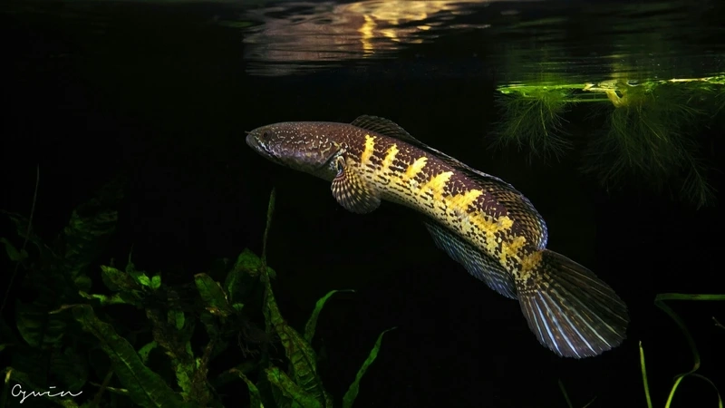 Sưu tầm cá Lóc nữ hoàng hoa văn độc lạ sinh động