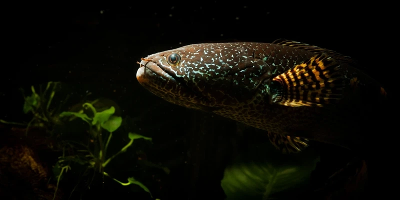 Nuôi cá Lóc nữ hoàng size lớn ấn tượng và khỏe mạnh