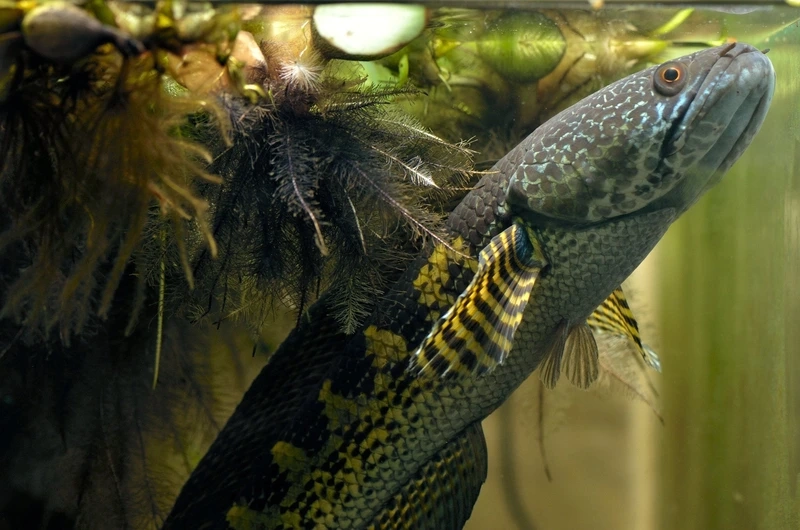 Chọn cá Lóc nữ hoàng khỏe mạnh bơi uyển chuyển bể nuôi