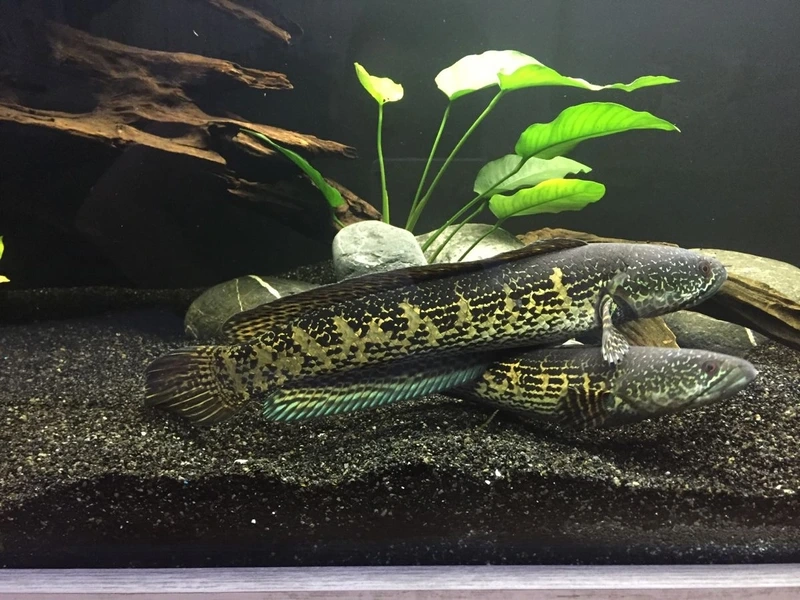 Ngắm cá Lóc nữ hoàng cá cảnh độc lạ nổi bật