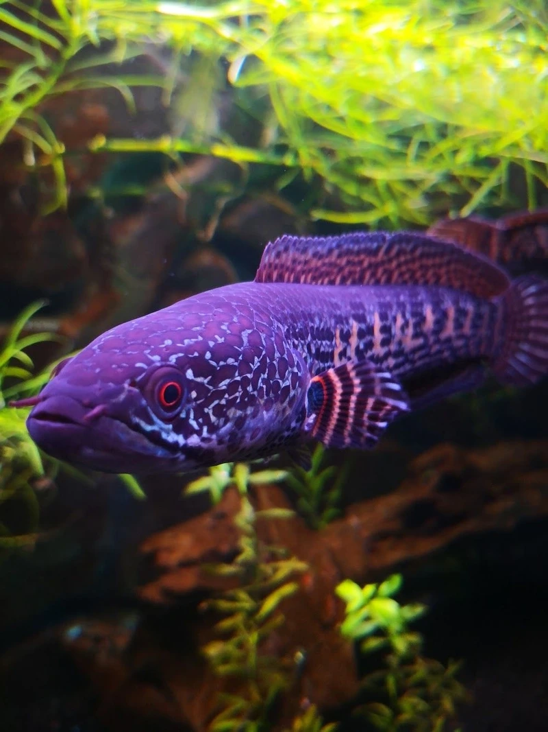 Chiêm ngưỡng cá Lóc nữ hoàng trưng bày phòng khách sang trọng