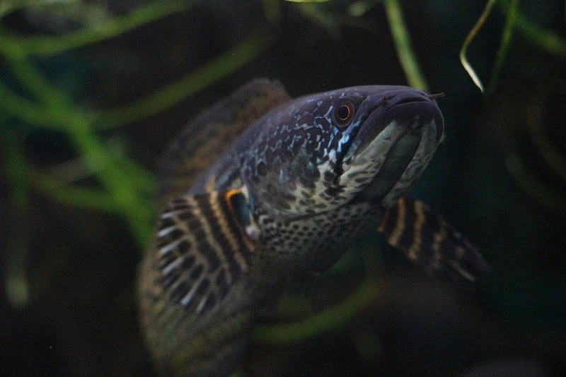 Nuôi cá Lóc nữ hoàng được ưa chuộng bơi khỏe và đẹp